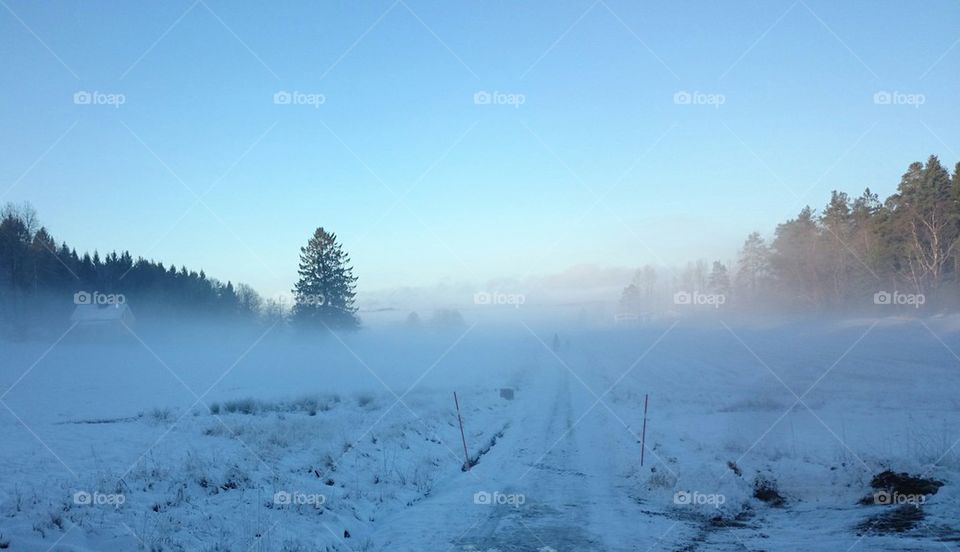 foggy winterday