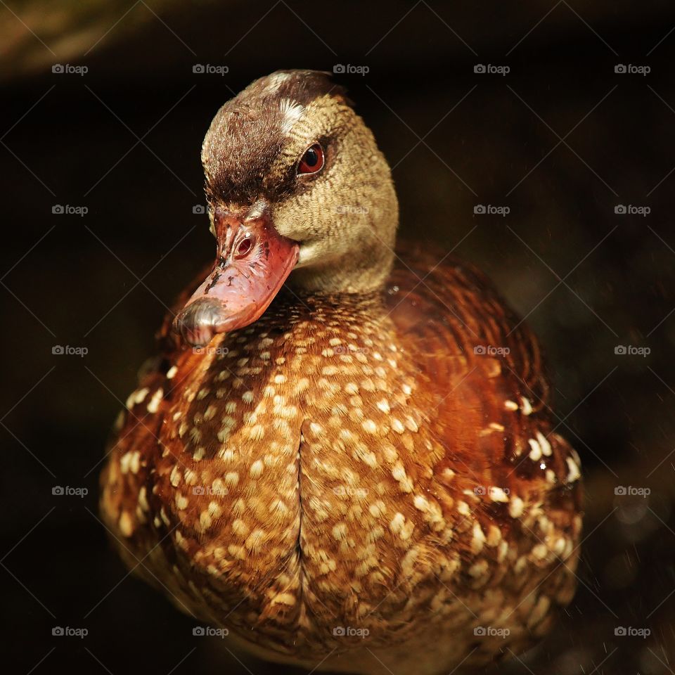 Duck. Aviary at Lowry Park Zoo