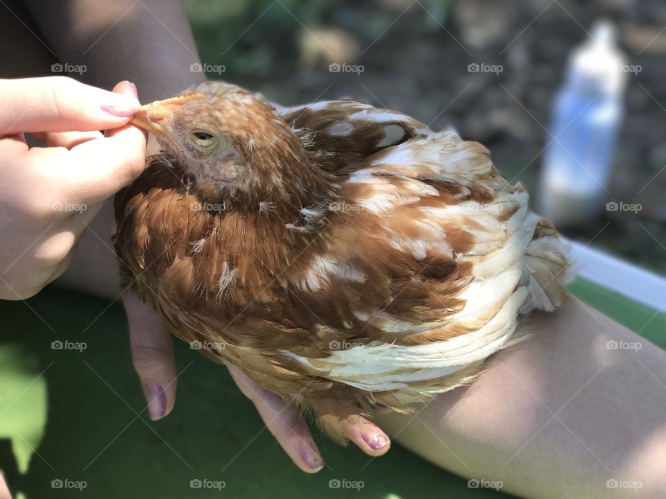 Tame baby hen. 