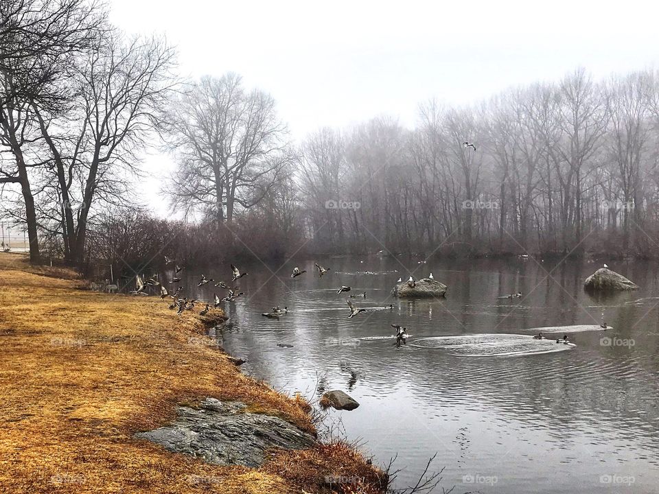 Foggy morning 