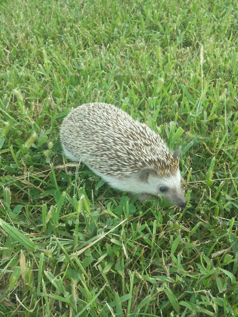 hedgie friend