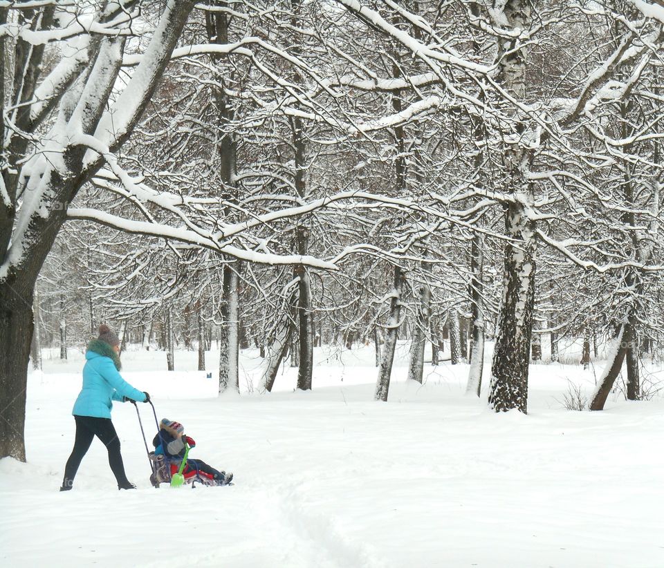 Snow, Winter, Cold, Ice, Tree