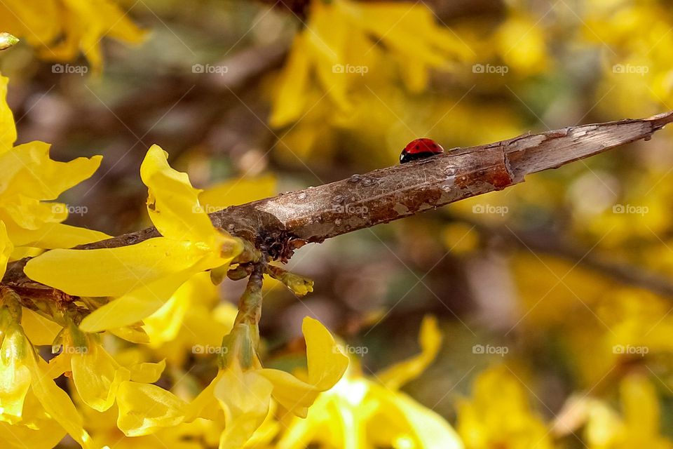 Ladybug on the branch of a blooming yellow spring tree