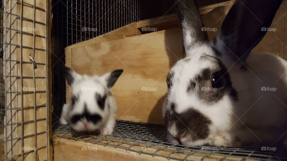 mama and baby rabbits