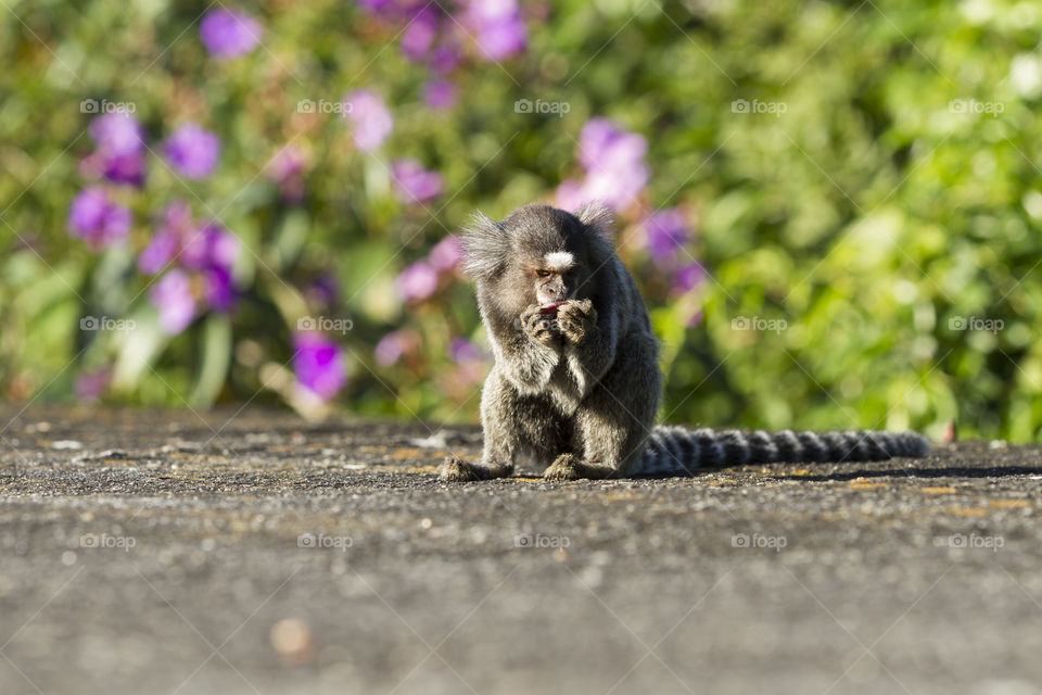 Little monkey in Rio de Janeiro Brazil ( Callithrix penicillata).