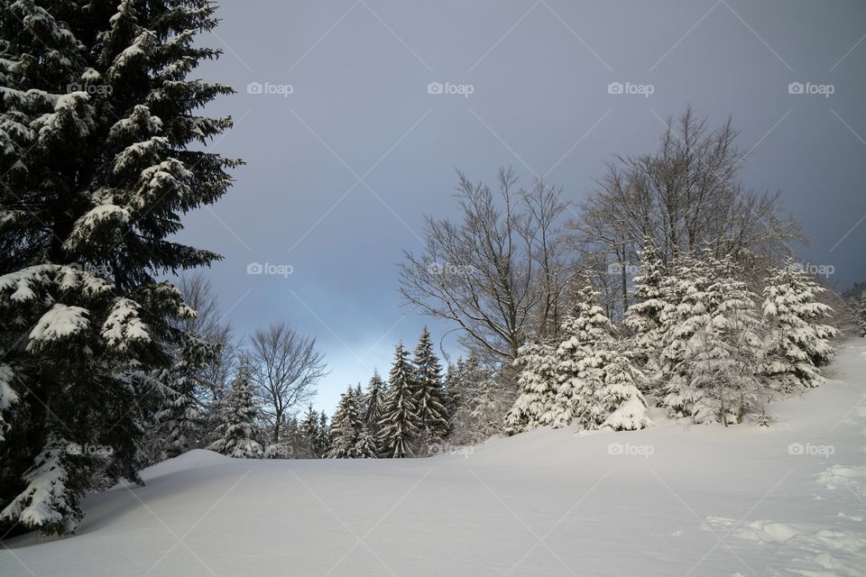 nature covered by snow during winter. Slovakia