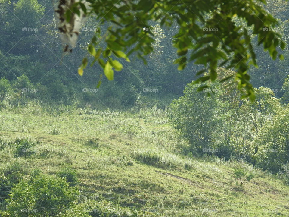 Tree, Landscape, Nature, Wood, Outdoors