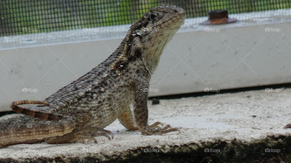 curly tail lizard looking for ants