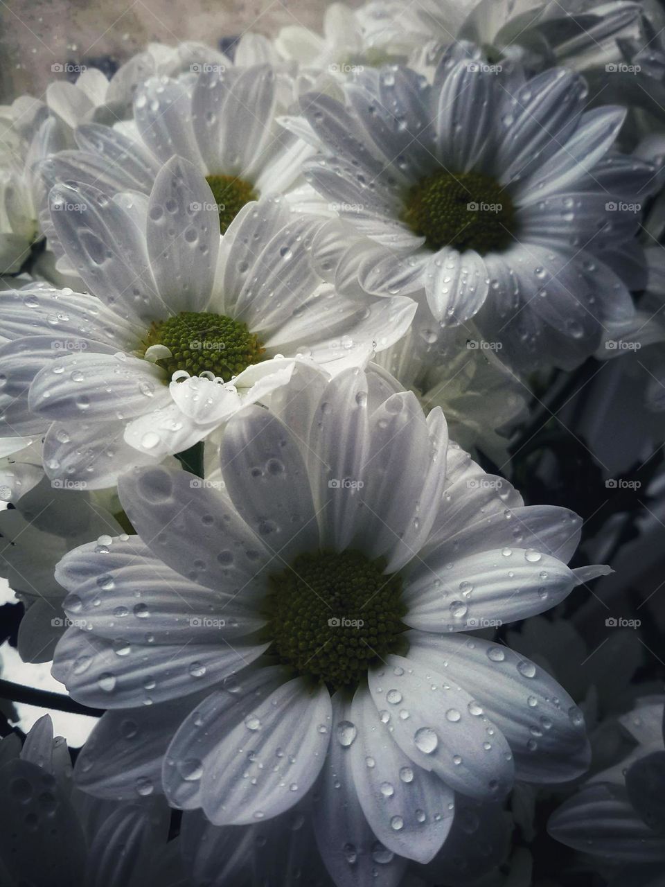 Beautiful flowers in drops