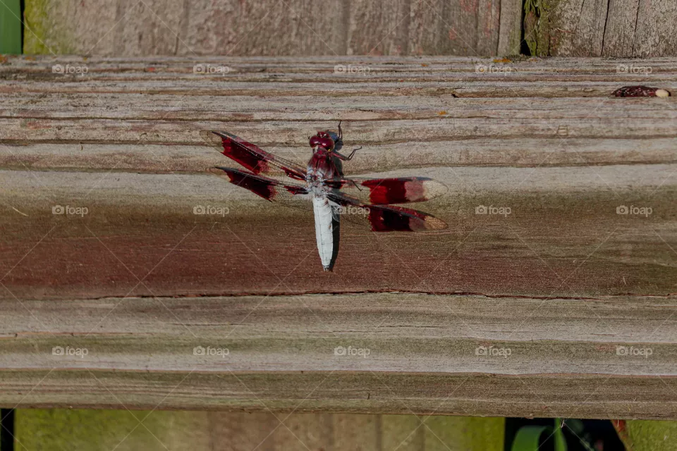 dragonfly on the fence