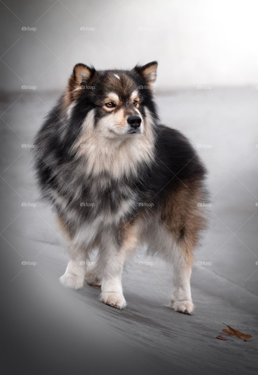Portrait of a young Finnish Lapphund dog 