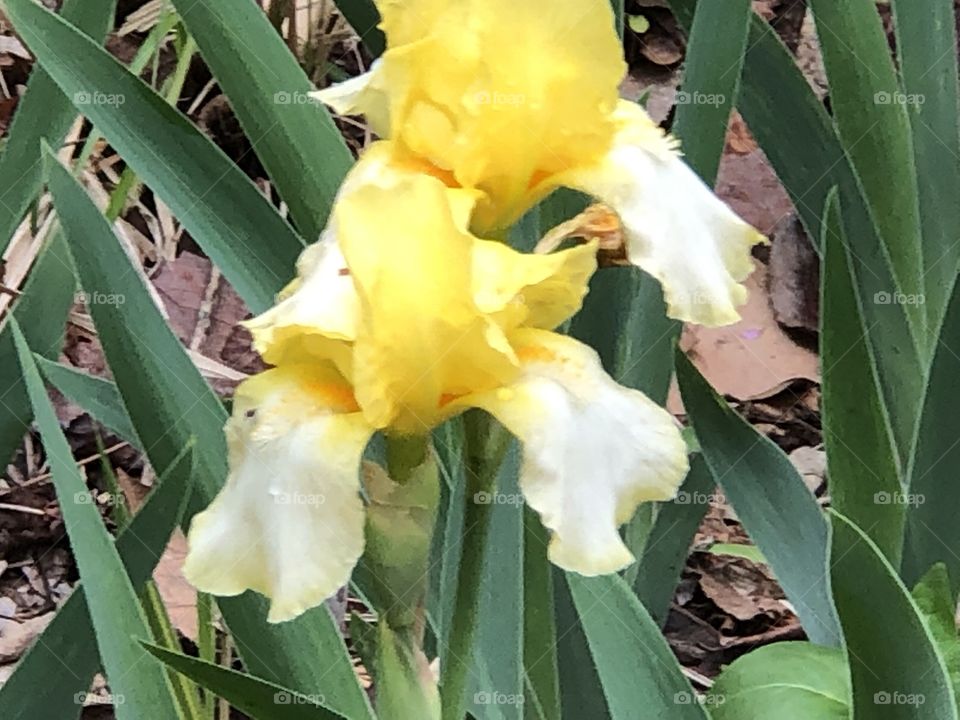 Yellow iris’s 