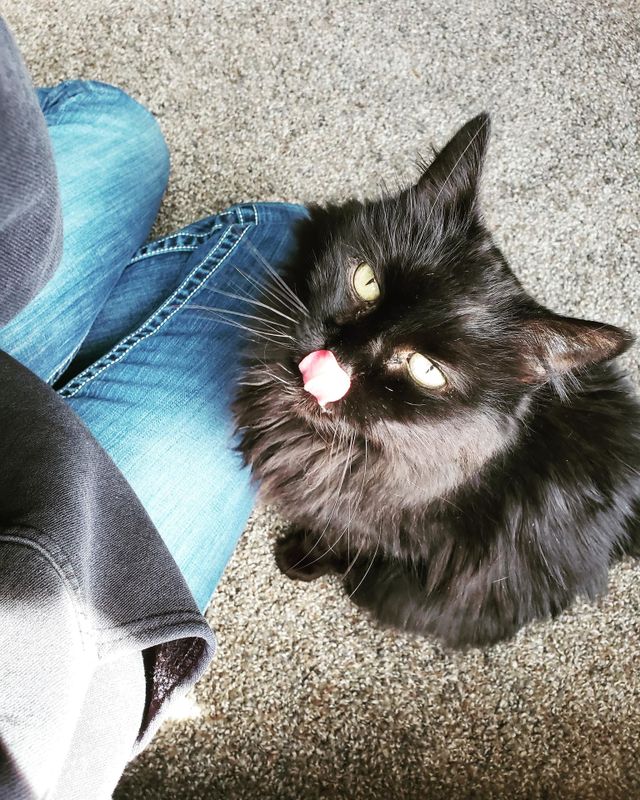 cat life