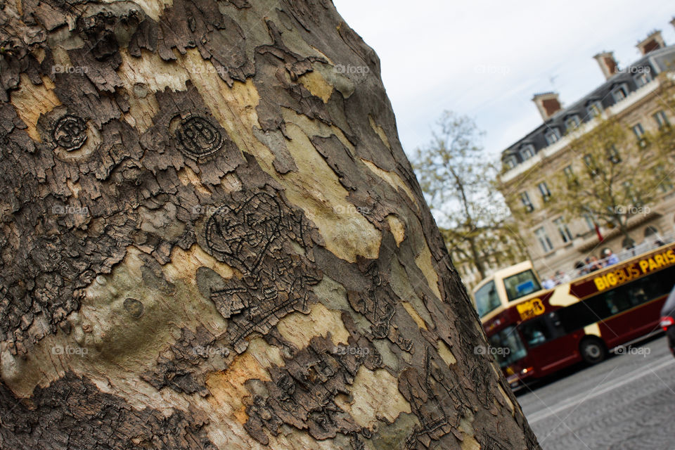 Tree Carvings Paris
