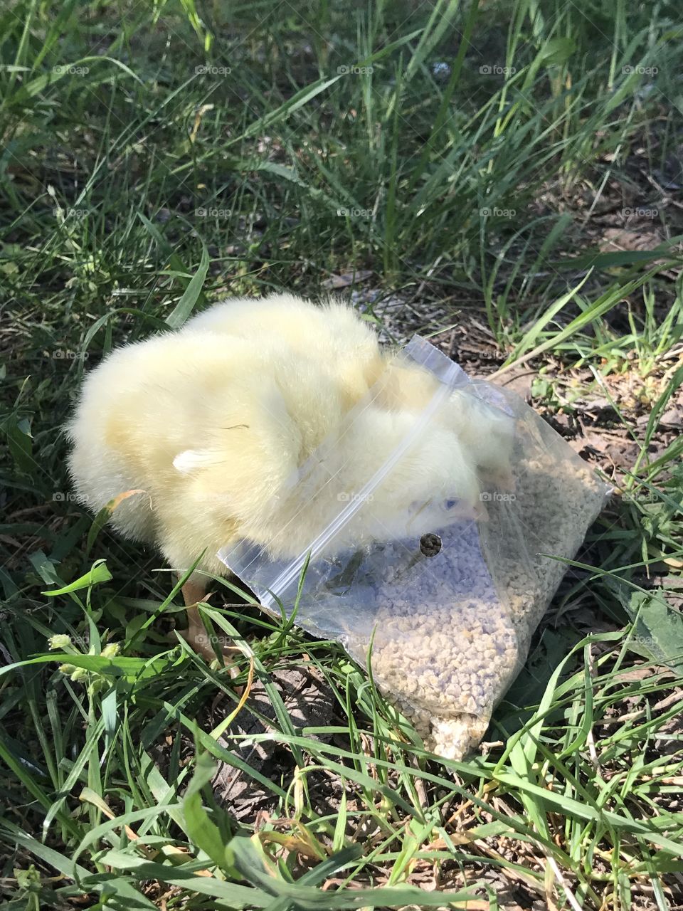 Little chicken eating food