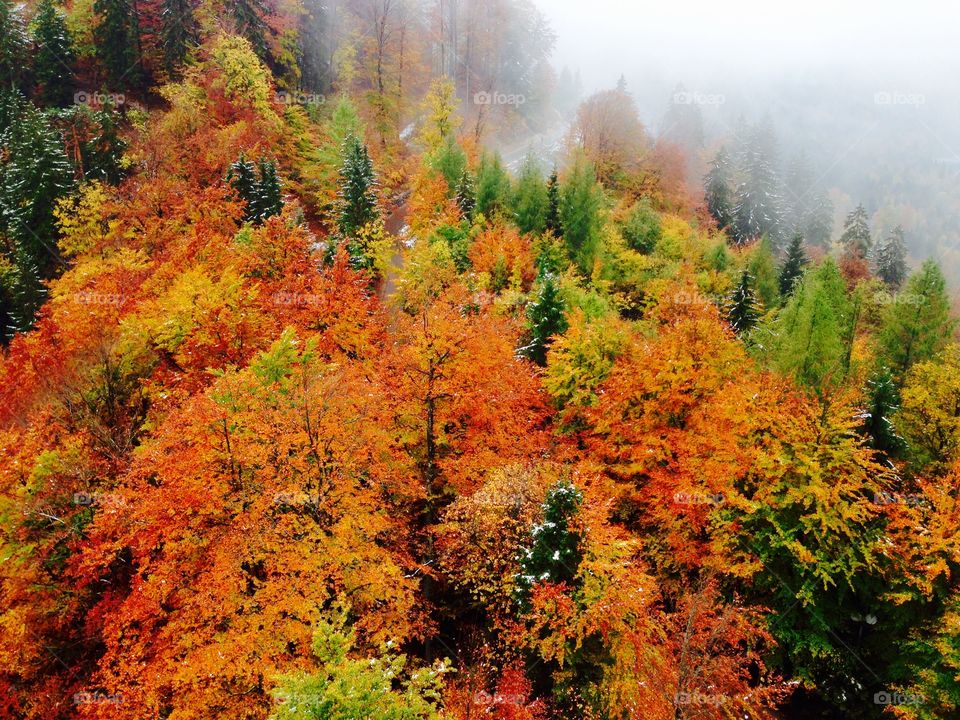 forest in autumn season . forest in autumn season Germany Europe 