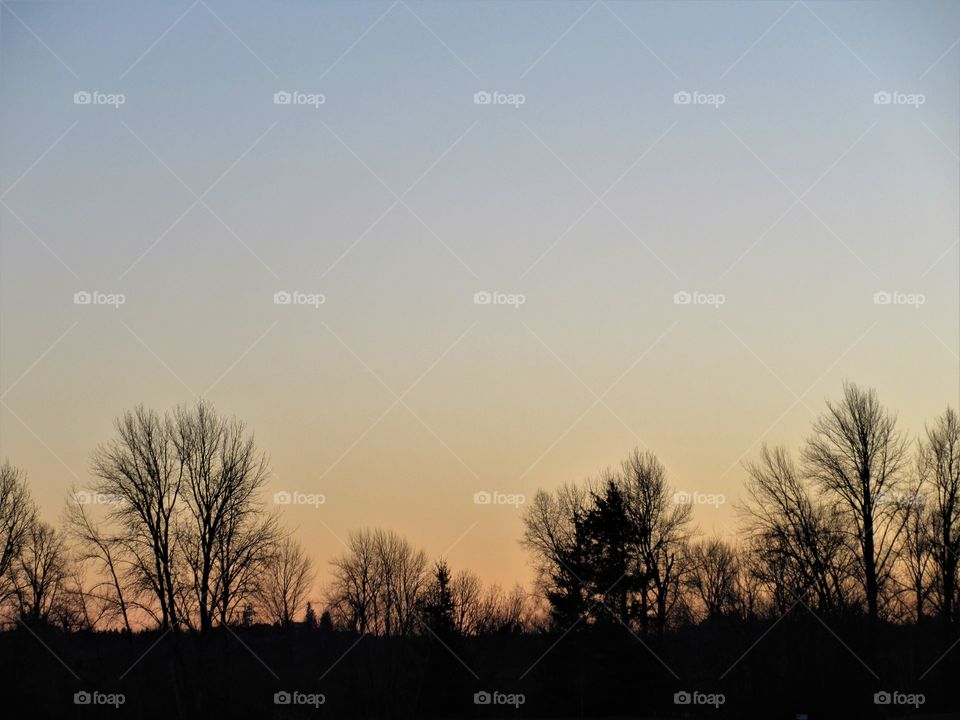trees at sunset