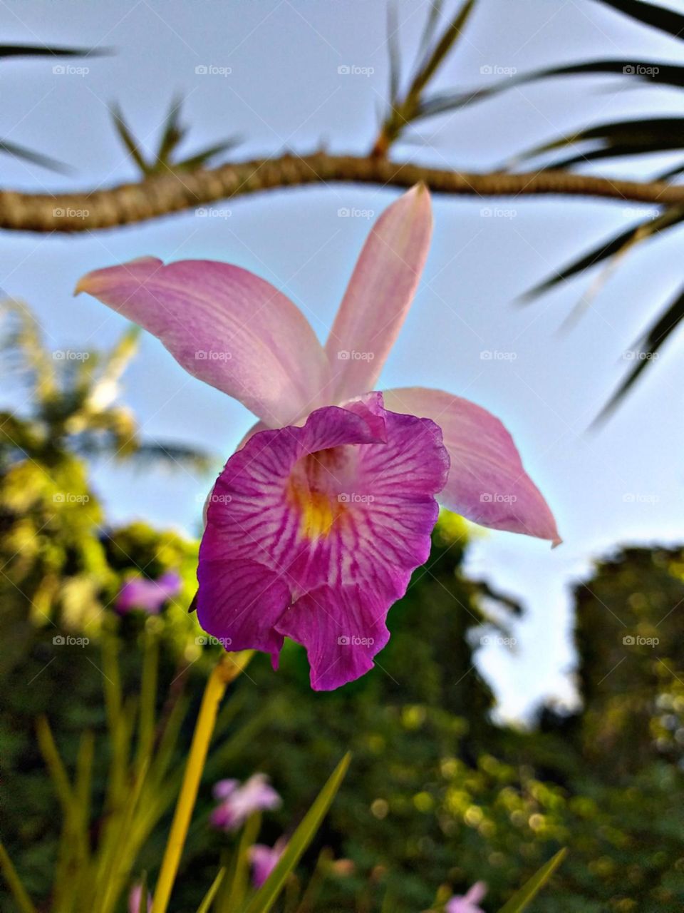 Em foco a orquídea gigante