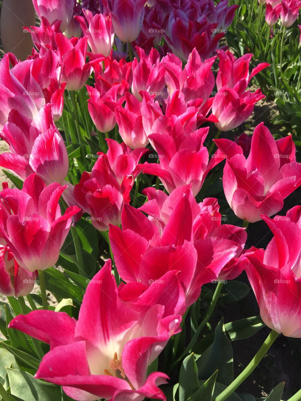 Pink tulips