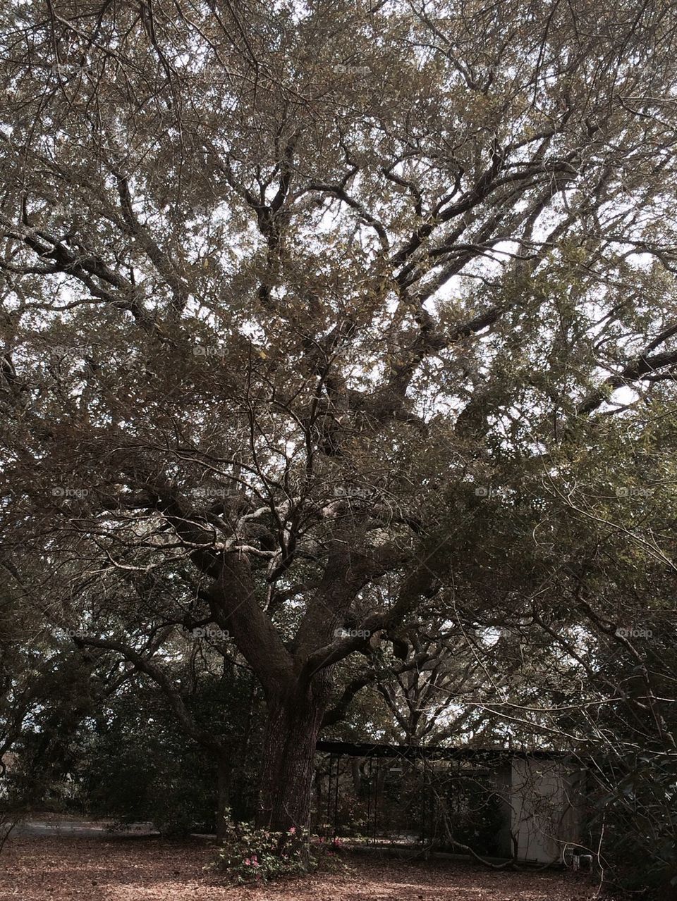 Beautiful oak tree