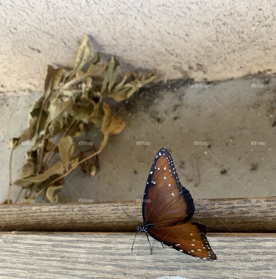 Brown butterfly on wood