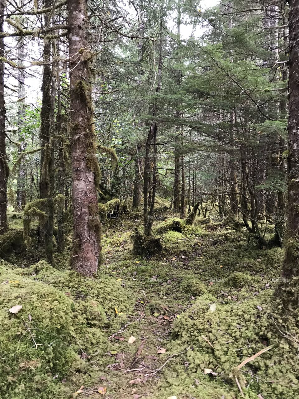 Juneau forest
