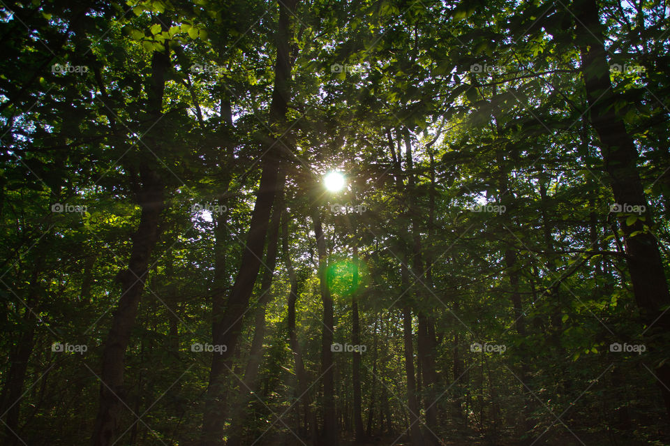 sun rays in the forest