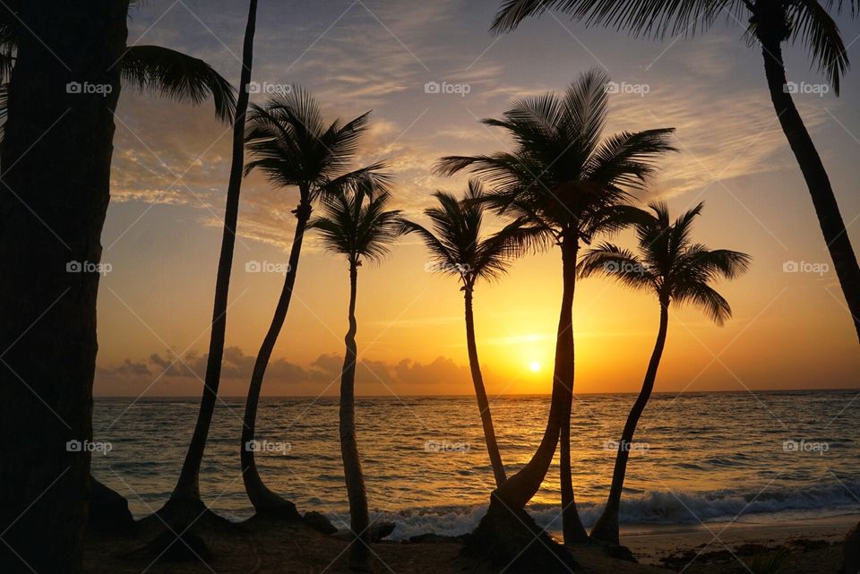 Caribbean sunrise among the ocean and palms in, Dominican Republic. 