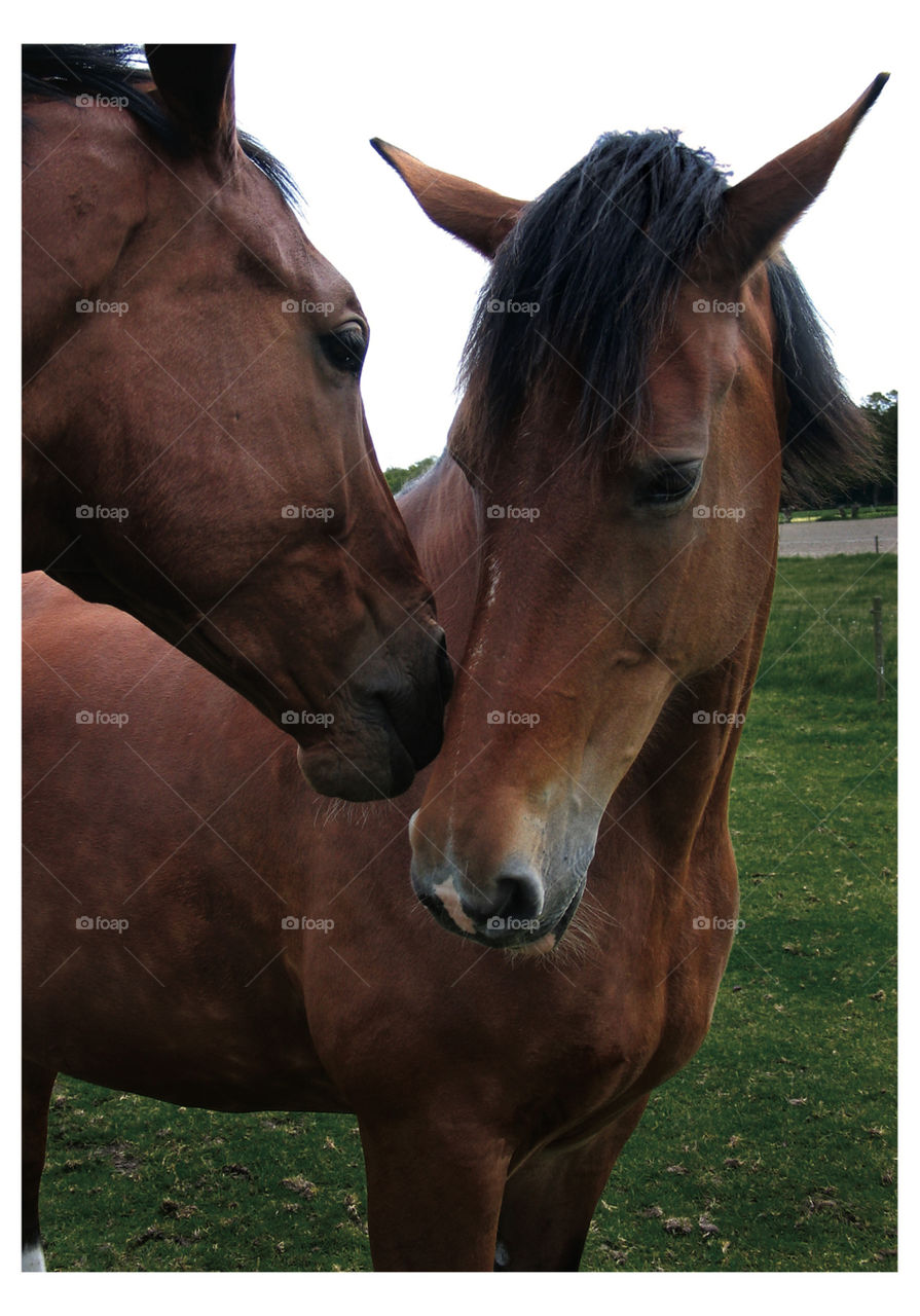 Two beautiful horses show love and care for eachother