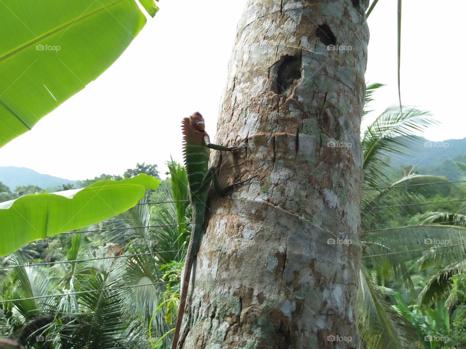 lizard on the coconut tree