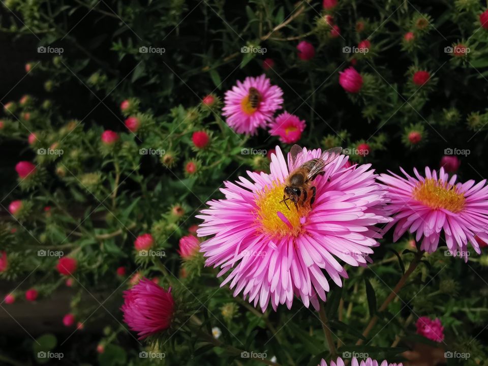 Bee on autumn flower