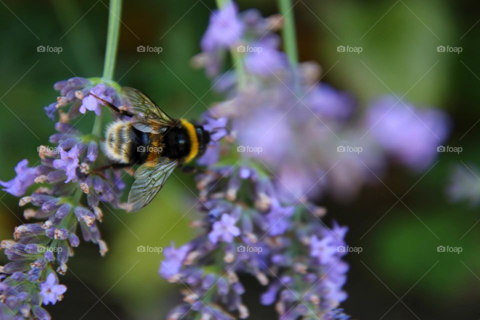 A bumble bee sits on purple lavender
