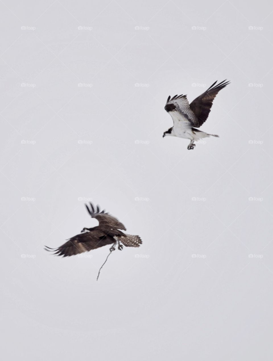 Osprey pair during nesting season working on their nest while flying with sticks.