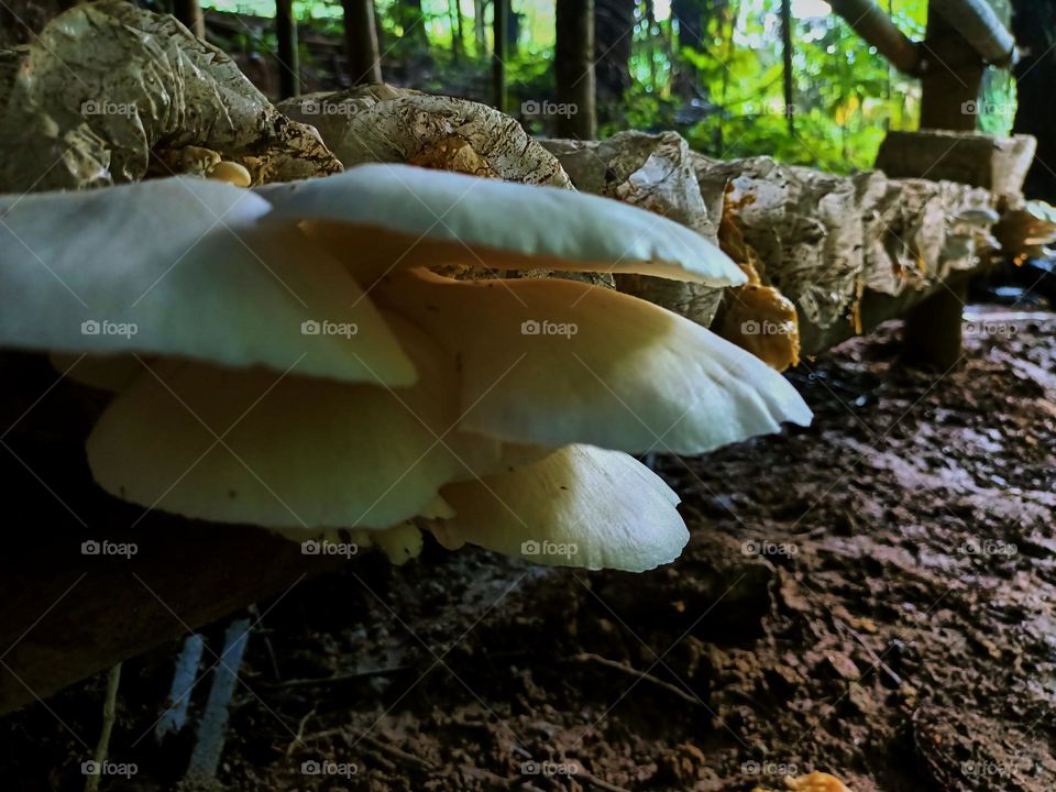 Oyster mushroom (Pleurotus ostreatus)
cultivation growing in farm Mushroom
cultivation in organic farms Fresh mushroom growing on a special soil
on a mushroom production. close-up
horizontal