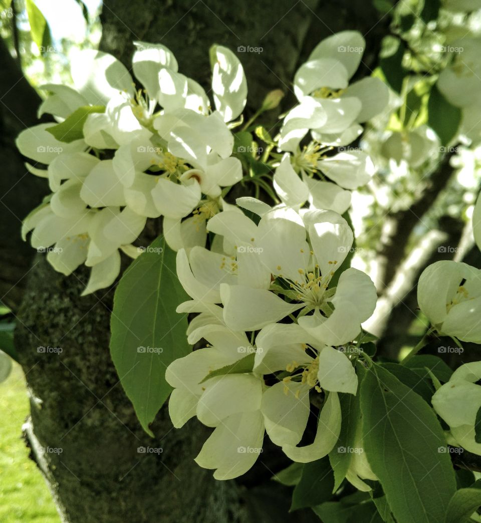 Trees in Bloom, Rochester, MN