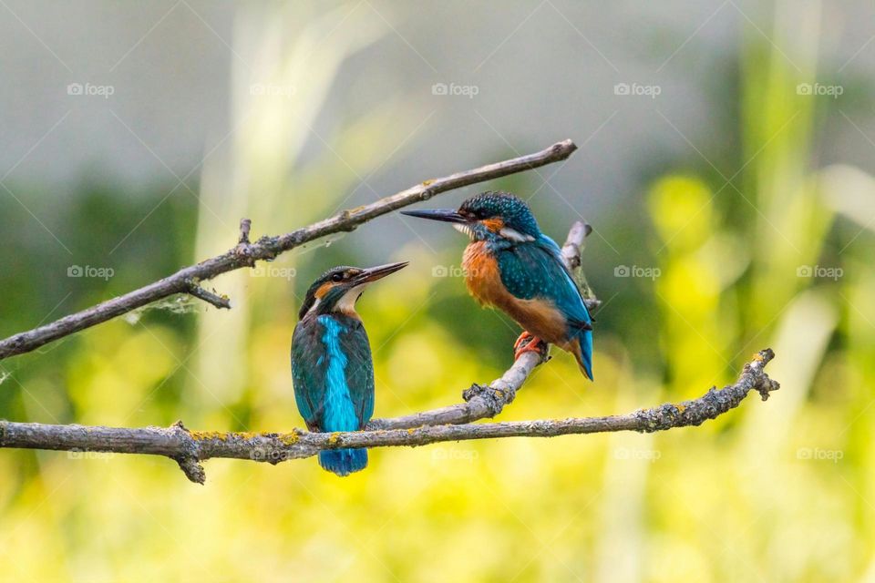 bird moment view picture