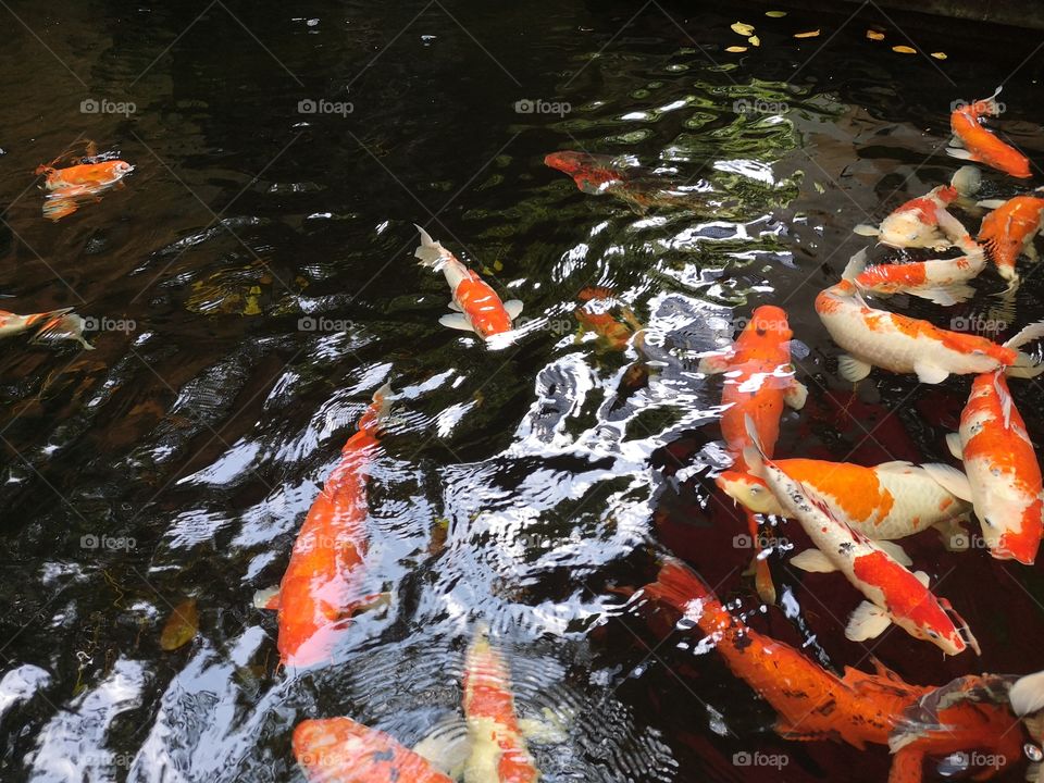 Fancy​ carp​ koi fish​