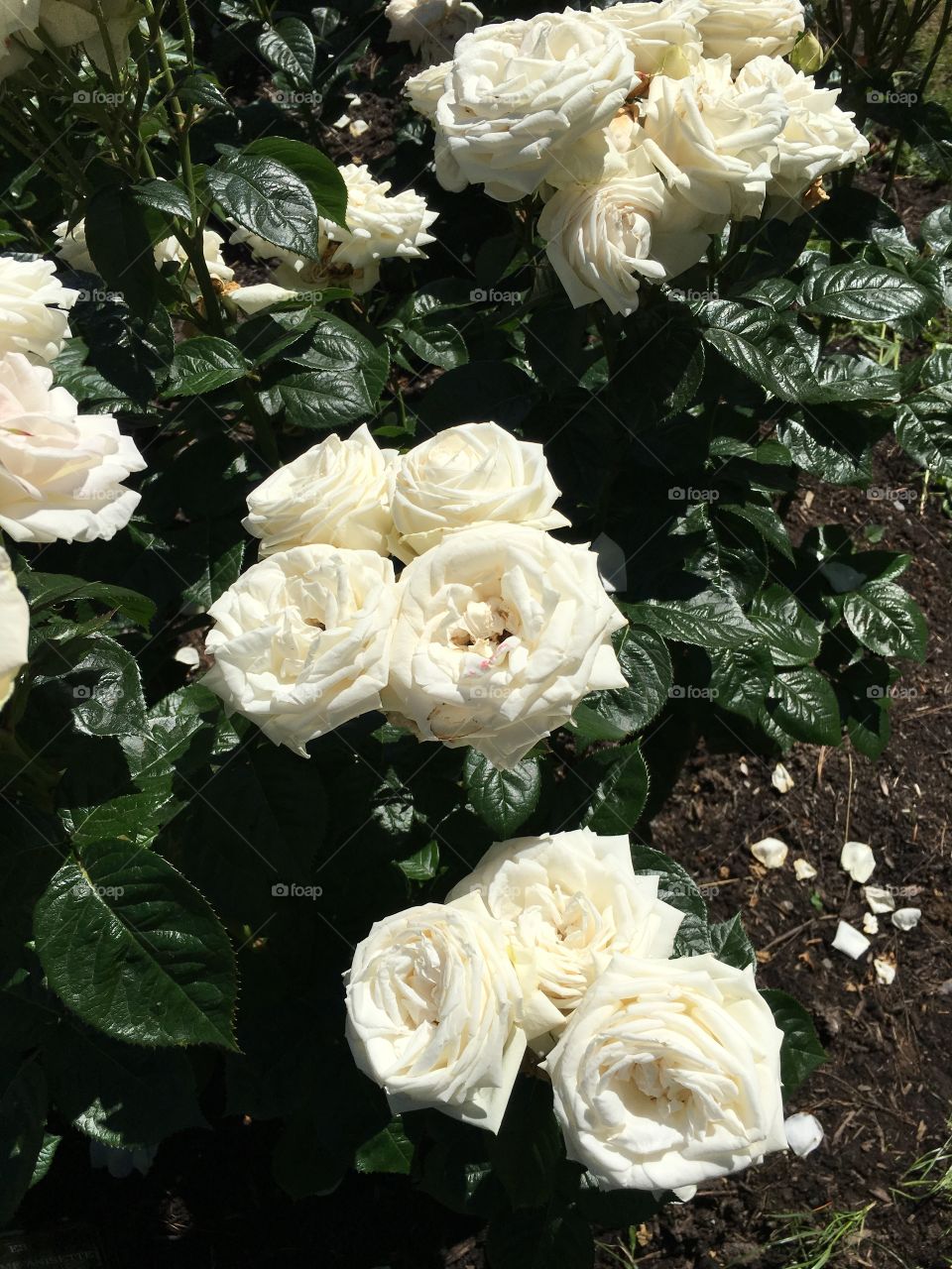 Portland Rose garden: White beauty