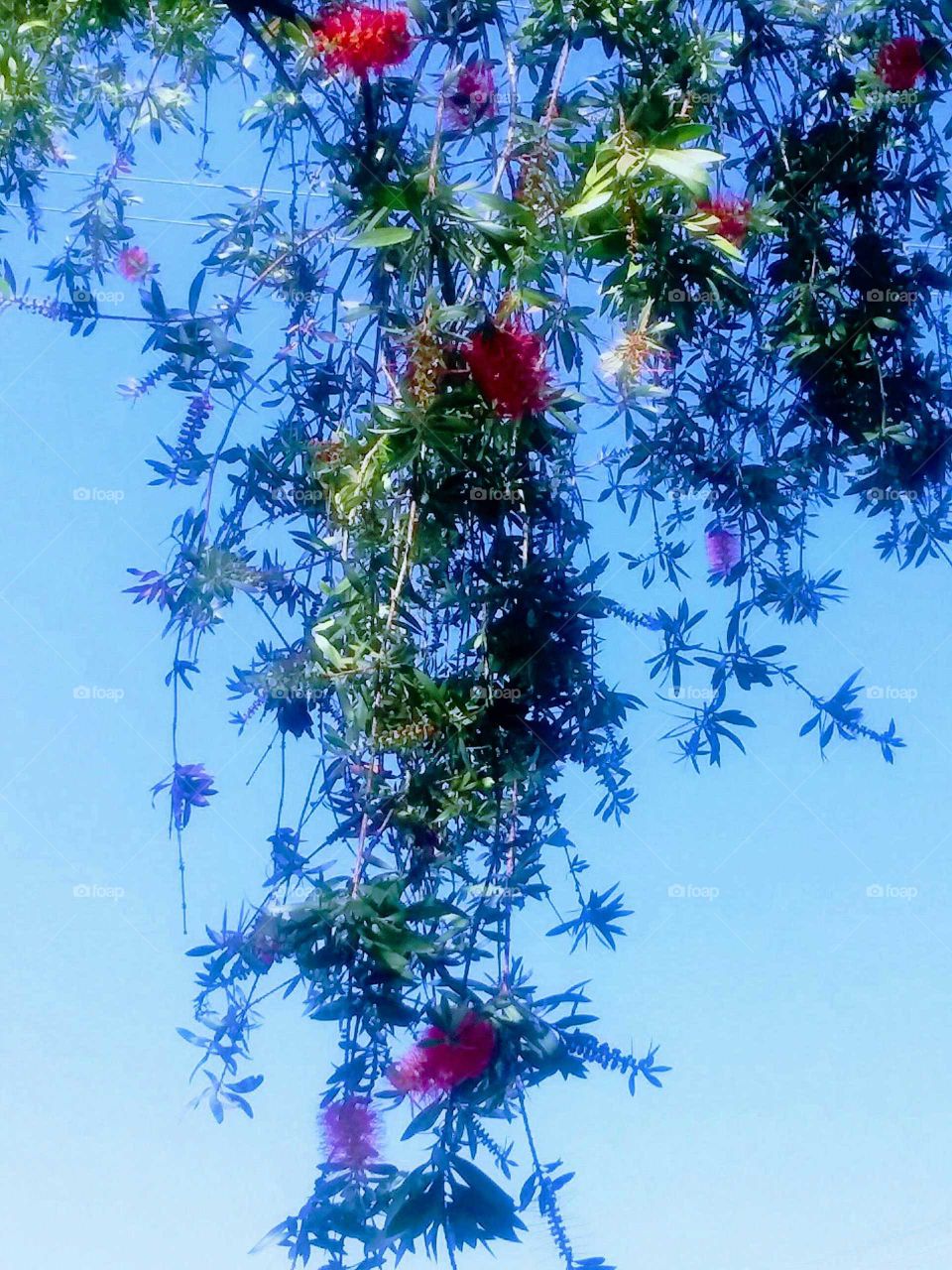 Stylized Blossoms Blurred by Blue Sky