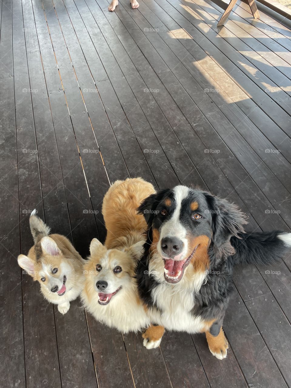 three dog watching you 