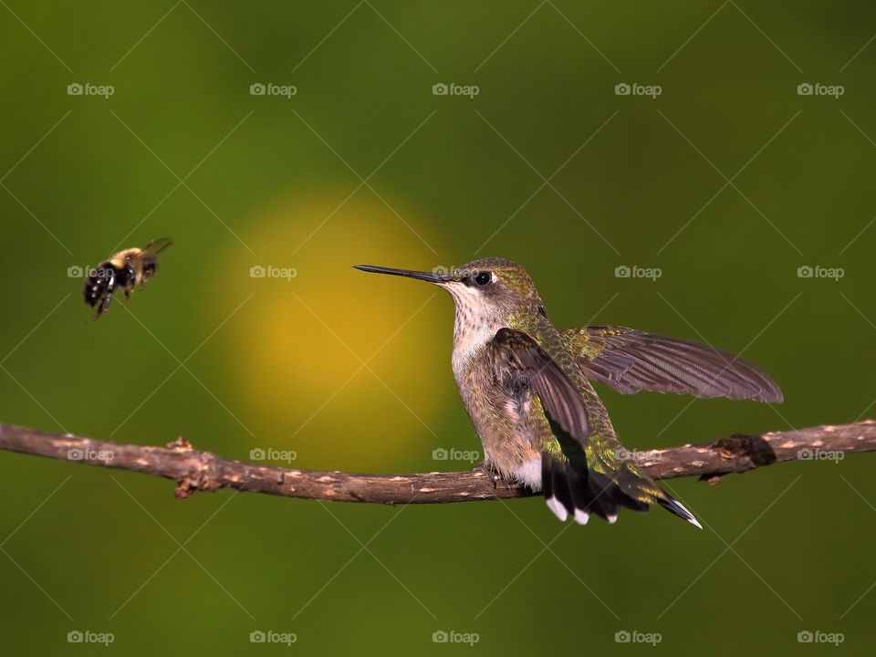 ruby-throated hummingbird and bee