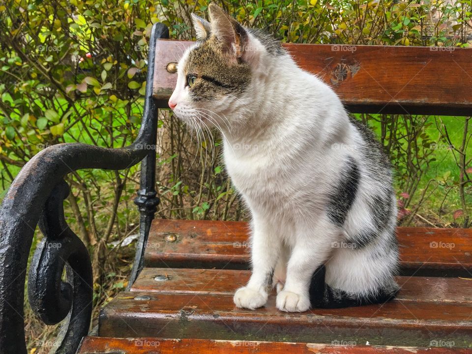 Black and white kitty sitting on bench