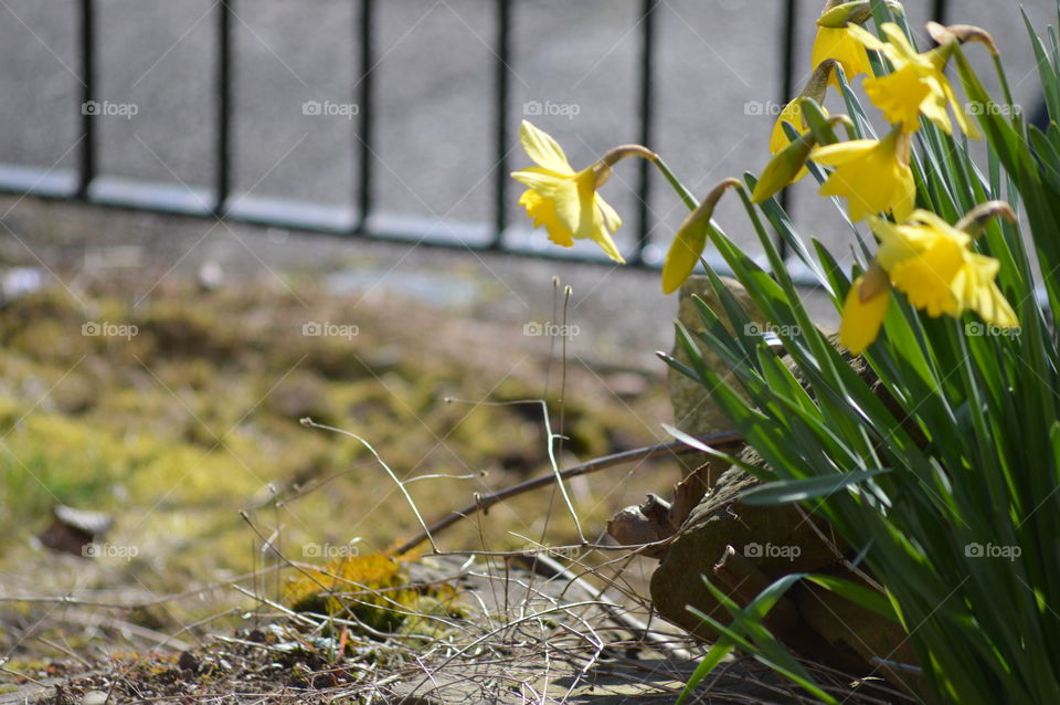 Early sings of Spring-photo taken the first calendar day of spring