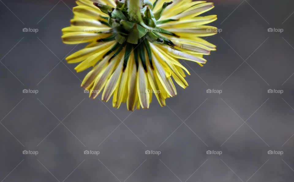 Dandelion from the bottom