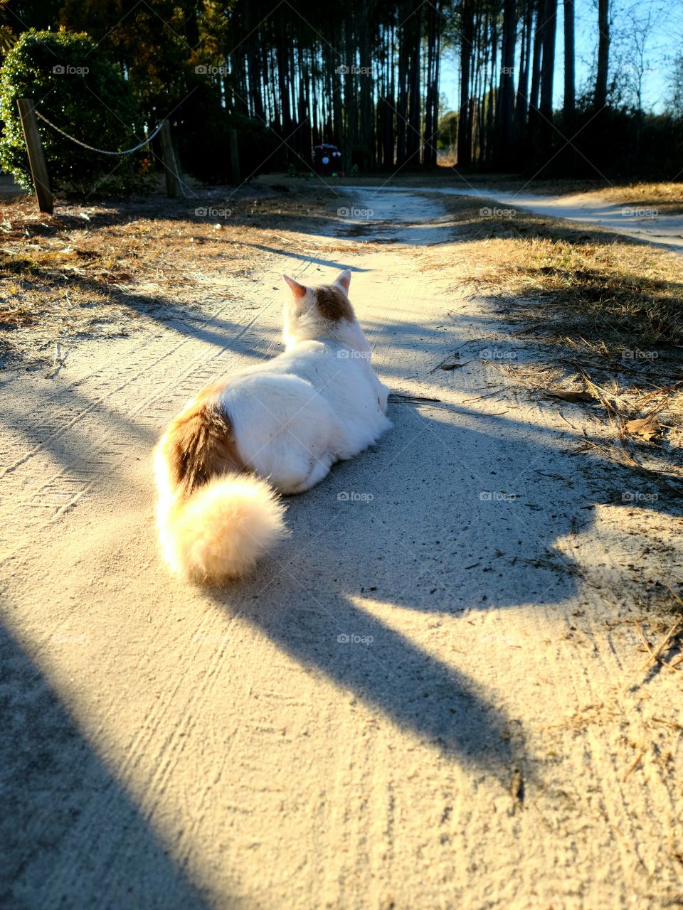 Cat's driveway