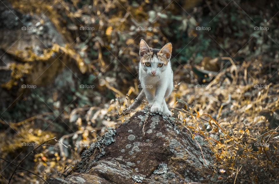 This little kitten is all set for an autumn portrait shot....