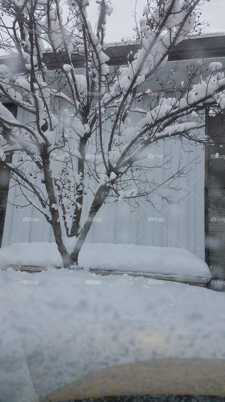 snow, snow & more snow