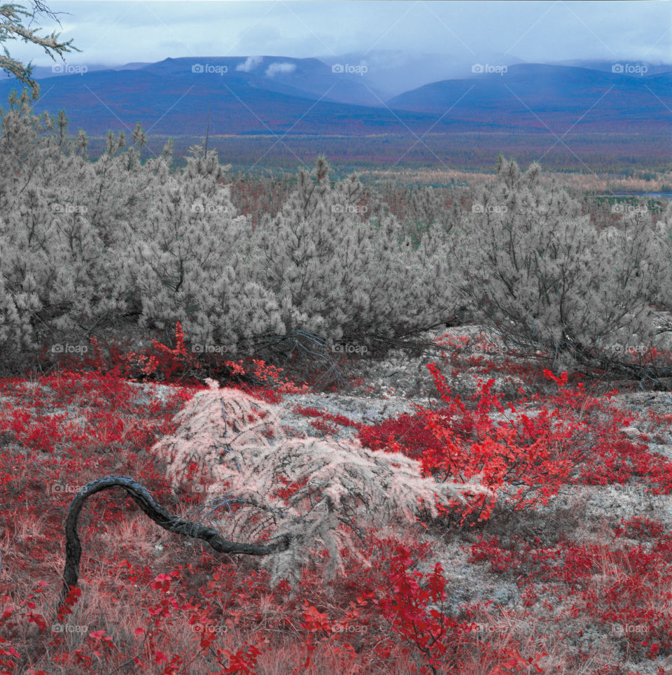 infrared photography