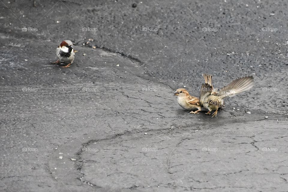 Sparrows scrambling for food on cracked blacktop cement 