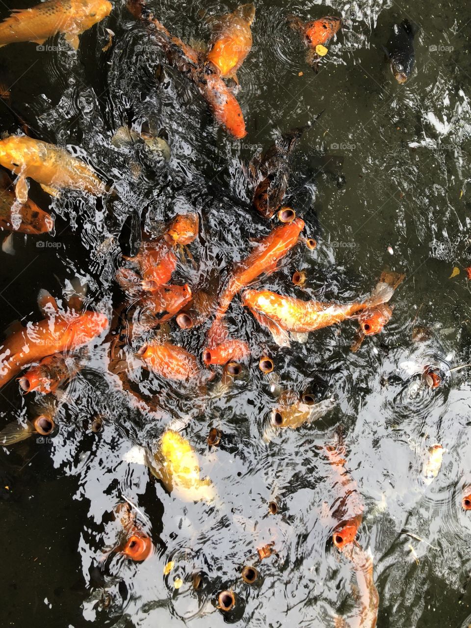 koi pond